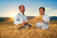 Wheat Corporate Photography for Engro Fertilizers Pakistan